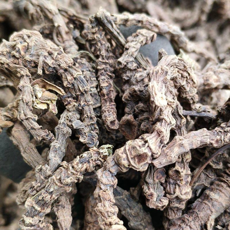 马蹄香杜衡云南昆明官渡区新鲜杜衡中药材根茎批发