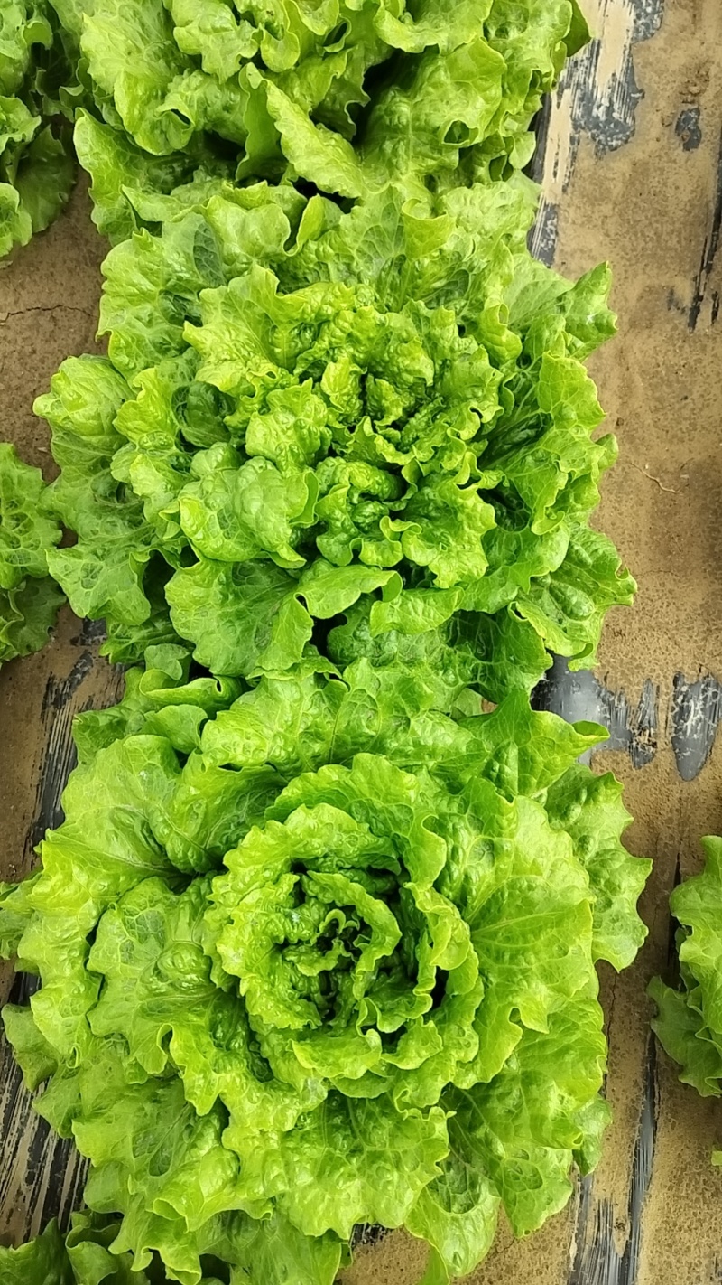 罗马生菜