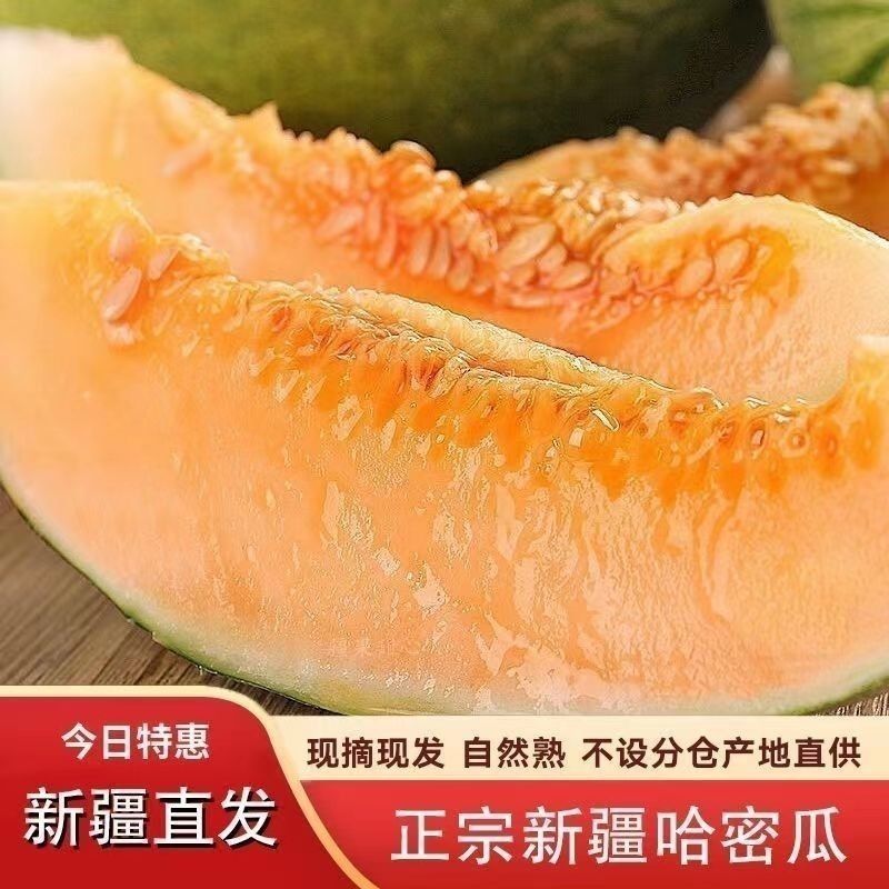 新疆八六王哈密瓜，大量上市可以视频看货，价格可谈欢迎合作