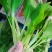 深圳鸡毛菜基地！长年每天新货供应！深圳现割每天从深圳发货