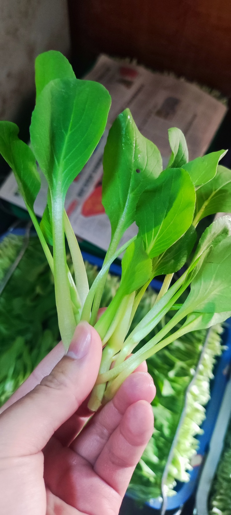 深圳鸡毛菜基地！长年每天新货供应！深圳现割每天从深圳发货