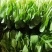 深圳鸡毛菜基地！长年每天新货供应！深圳现割每天从深圳发货