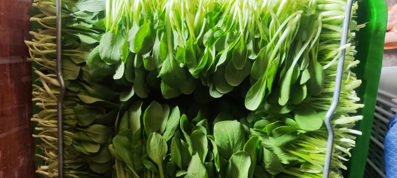 深圳鸡毛菜基地！长年每天新货供应！深圳现割每天从深圳发货