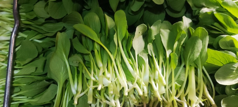 深圳鸡毛菜基地！长年每天新货供应！深圳现割每天从深圳发货