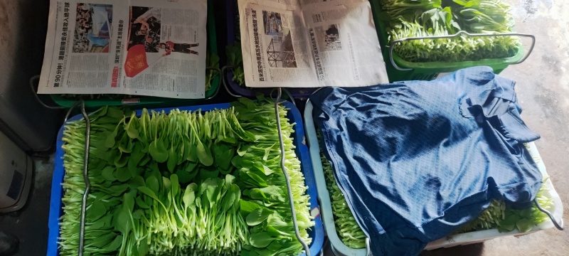 深圳鸡毛菜基地！长年每天新货供应！深圳现割每天从深圳发货