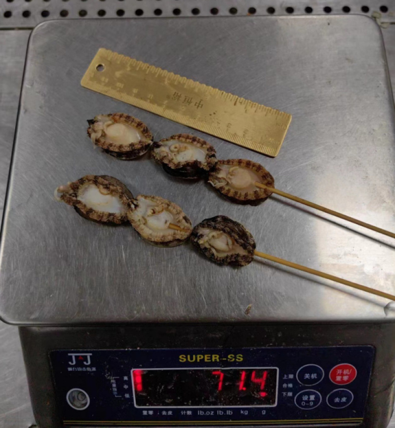 鲍鱼串鲍鱼肉新鲜活鲍加工速冻鲍鱼串串厂家商用批发
