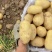 土豆沃土5号！希森！V7！品种齐全保质保量欢迎订购