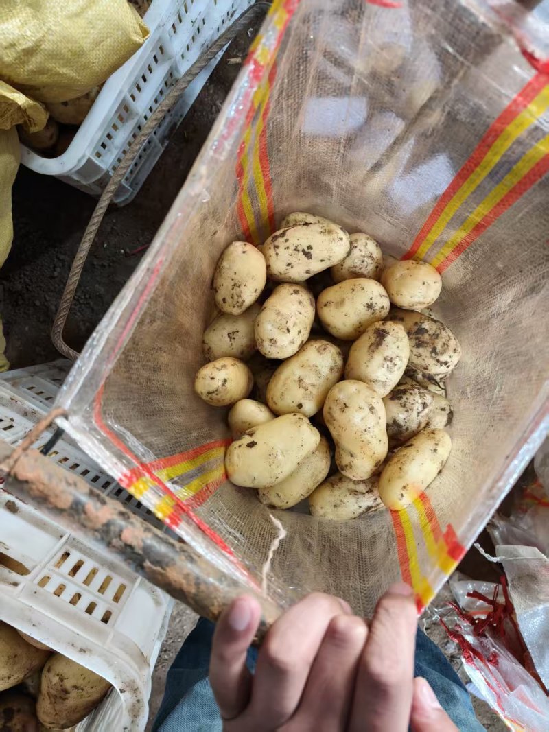 土豆超市**精品