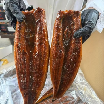 日式蒲烧鳗鱼酒店日式料理寿司食材活鳗烤制碳烤加热即食