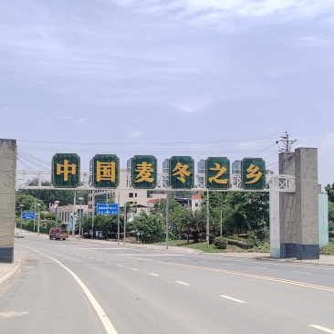 四川绵阳三台花园涪陵麦冬一手无琉货源保质保量欢迎咨询