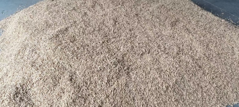 四川绵阳三台花园涪陵麦冬一手无琉货源保质保量欢迎咨询