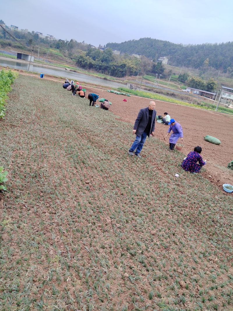 四川绵阳三台花园涪陵麦冬一手无琉货源保质保量欢迎咨询