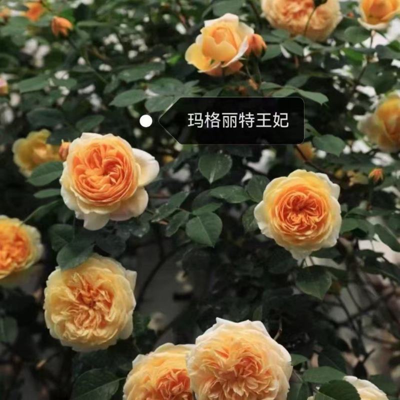 爬藤月季袋苗颜色多质量好颜色可自选欢迎咨询与订购