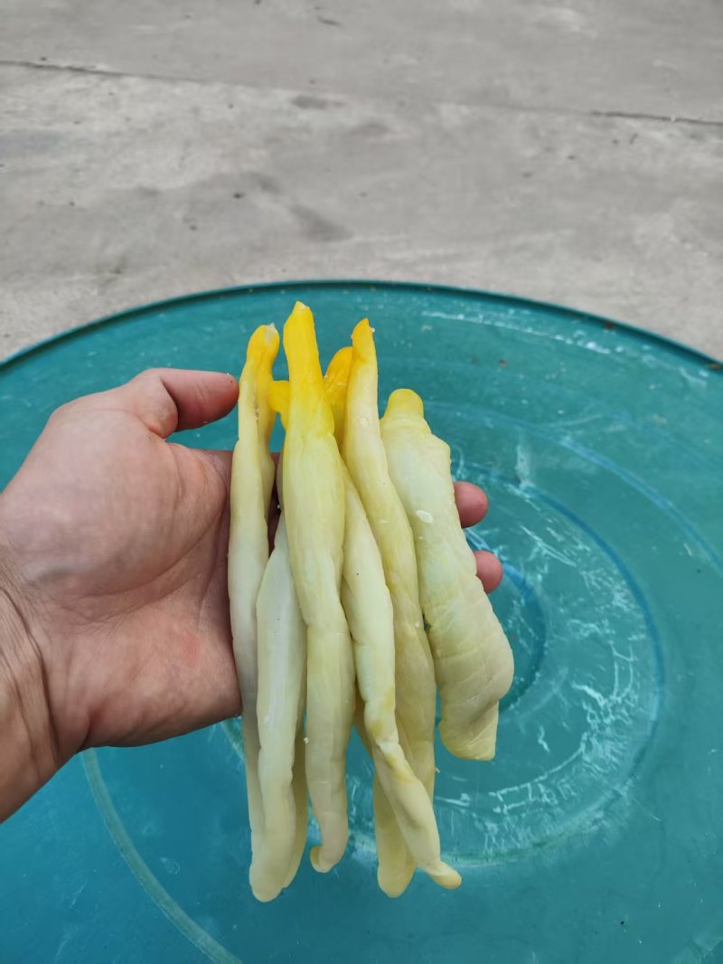 瓜皮