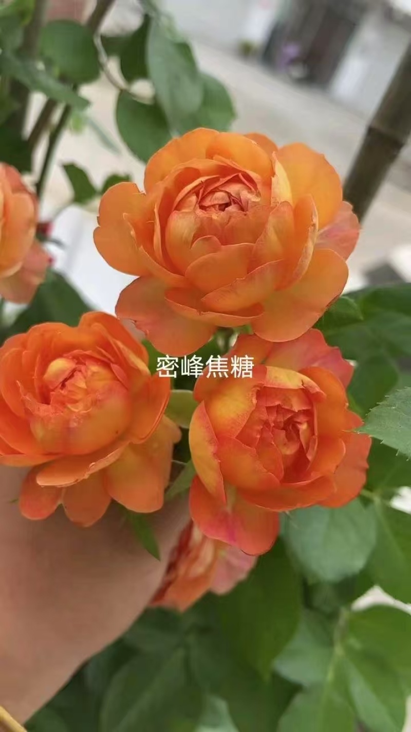 爬藤月季袋苗颜色多质量好颜色可自选欢迎咨询与订购