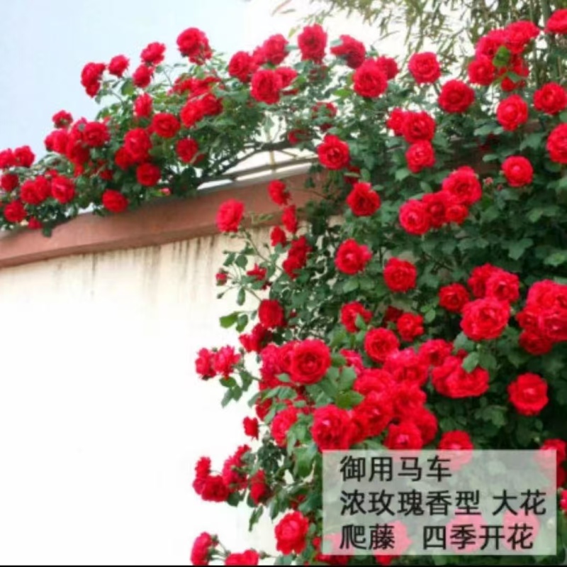 爬藤月季袋苗颜色多质量好颜色可自选欢迎咨询与订购