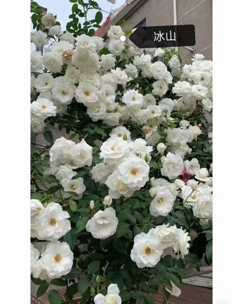 爬藤月季袋苗颜色多质量好颜色可自选欢迎咨询与订购