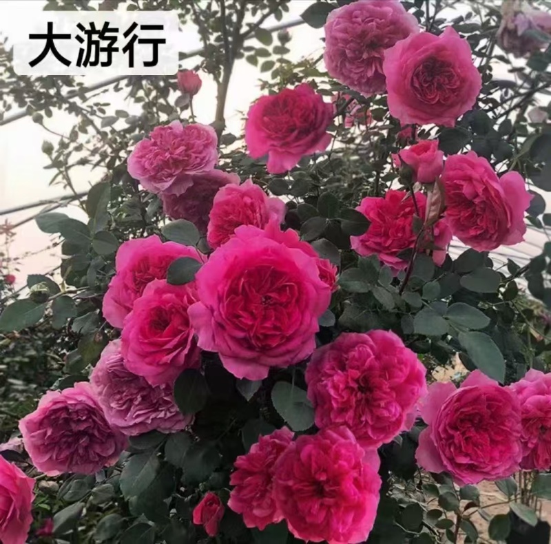 爬藤月季袋苗颜色多质量好颜色可自选欢迎咨询与订购