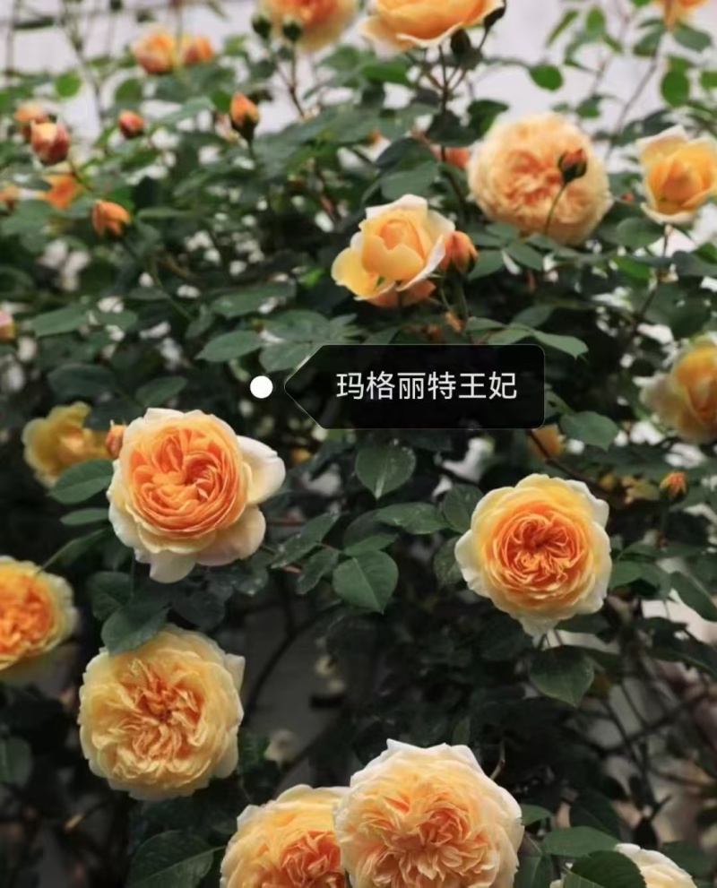 爬藤月季袋苗颜色多质量好颜色可自选欢迎咨询与订购