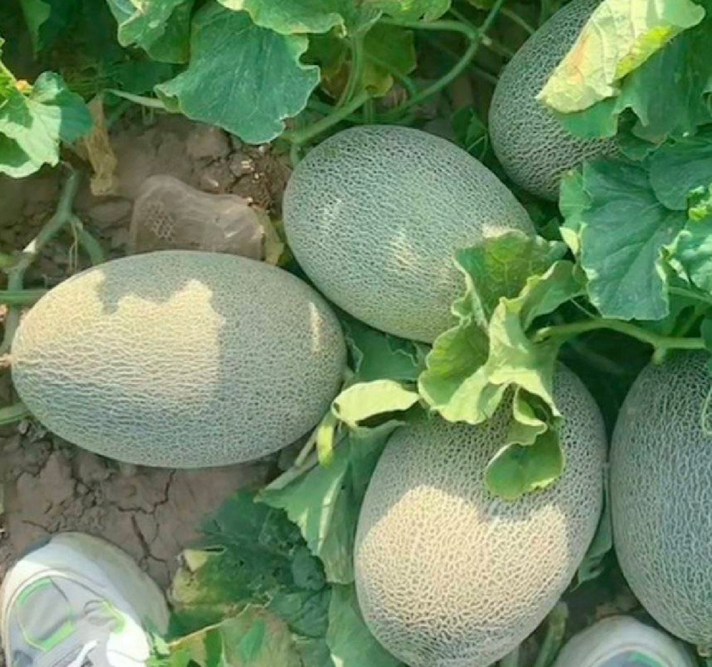 精品新疆西州蜜瓜哈密瓜量大从优全国发货欢迎联系