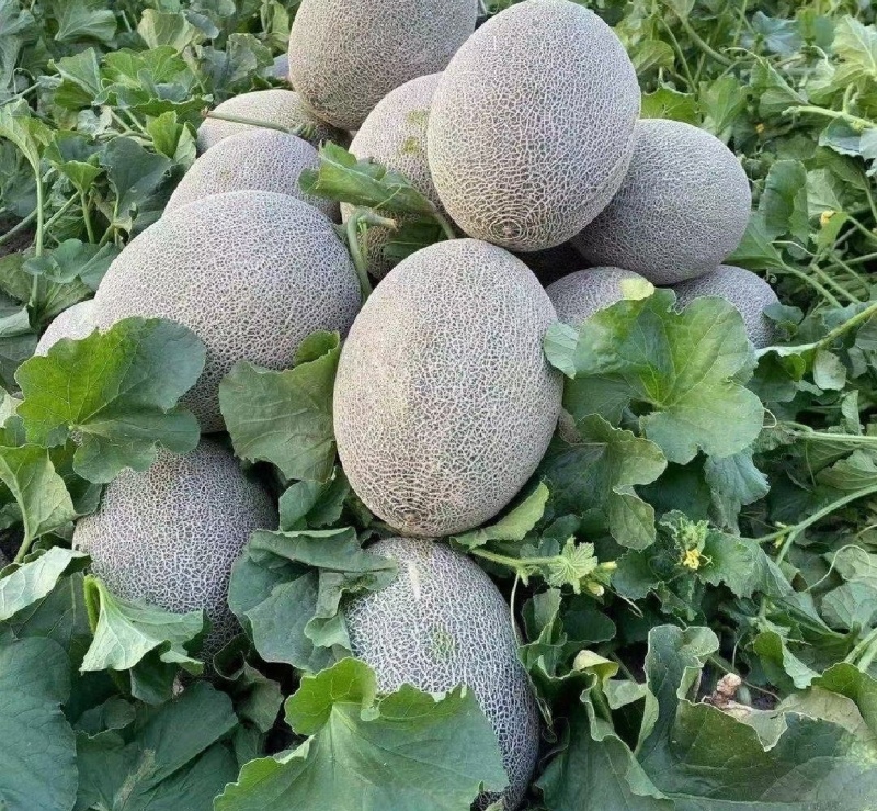 精品新疆西州蜜瓜哈密瓜量大从优全国发货欢迎联系