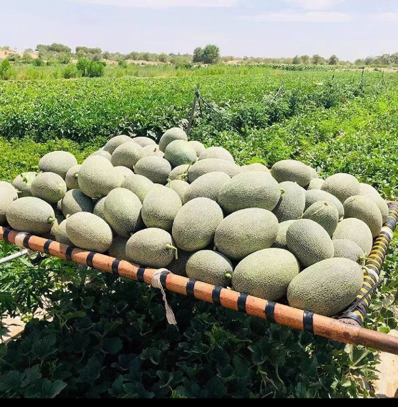 精品新疆西州蜜瓜哈密瓜量大从优全国发货欢迎联系