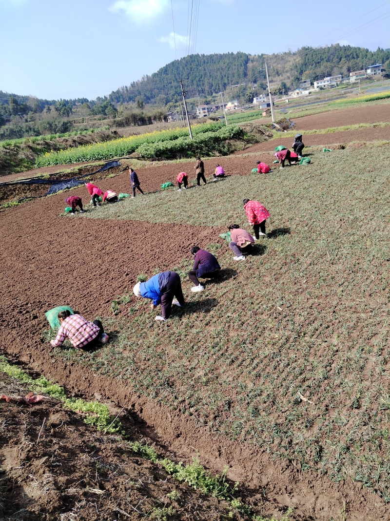 精品涪城麦冬三台麦冬对接药企药材商和电商一手无琉货源