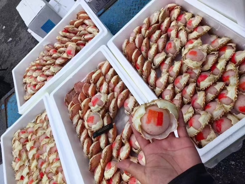 芝士蟹宝芝士焗蟹宝日料食材海鲜自助食材蟹肉加热即食小吃