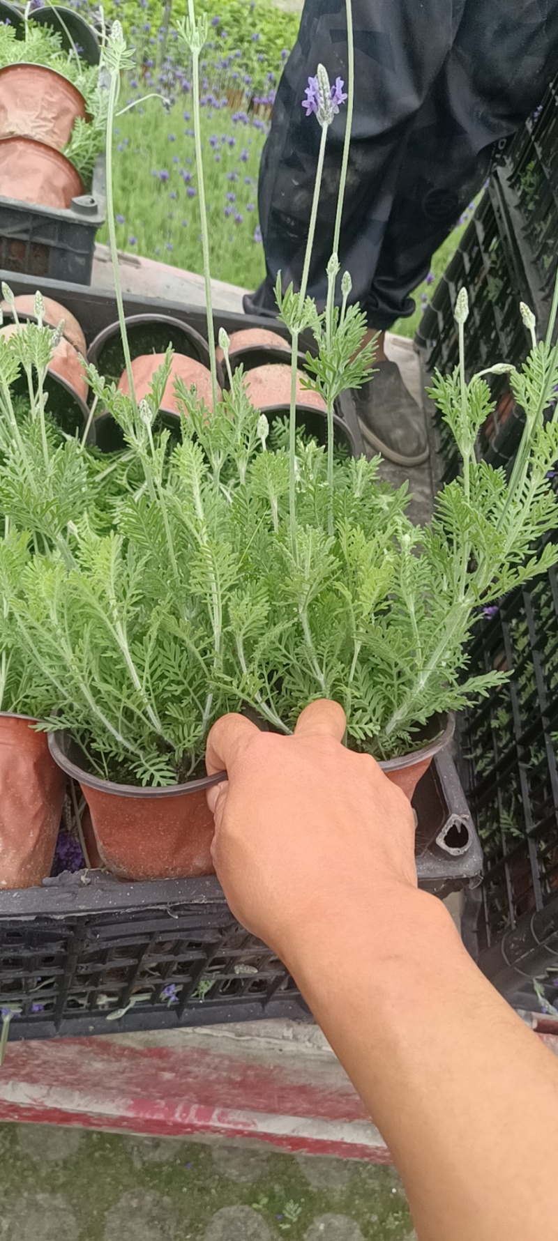薰衣草双色杯