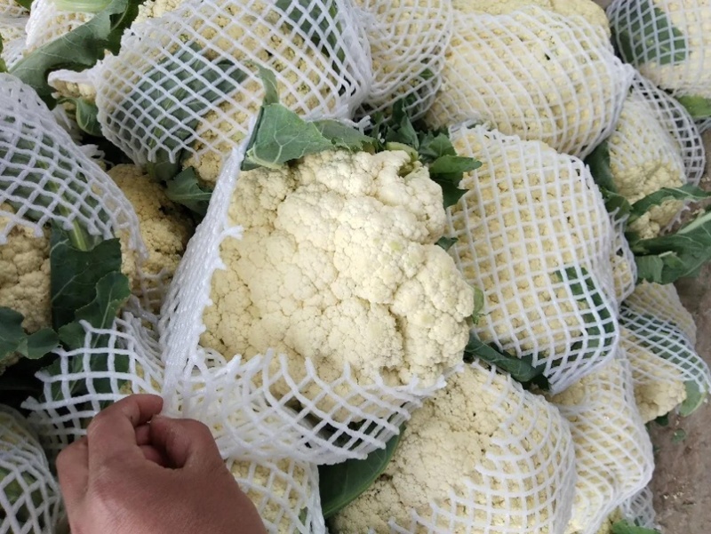 开封花菜精品有机花送花菜菜花一手货源大量货源
