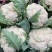开封花菜精品有机花送花菜菜花一手货源大量货源