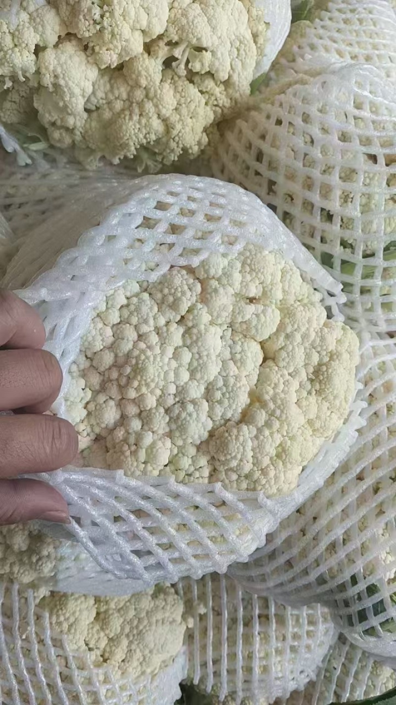 开封花菜精品有机花送花菜菜花一手货源大量货源