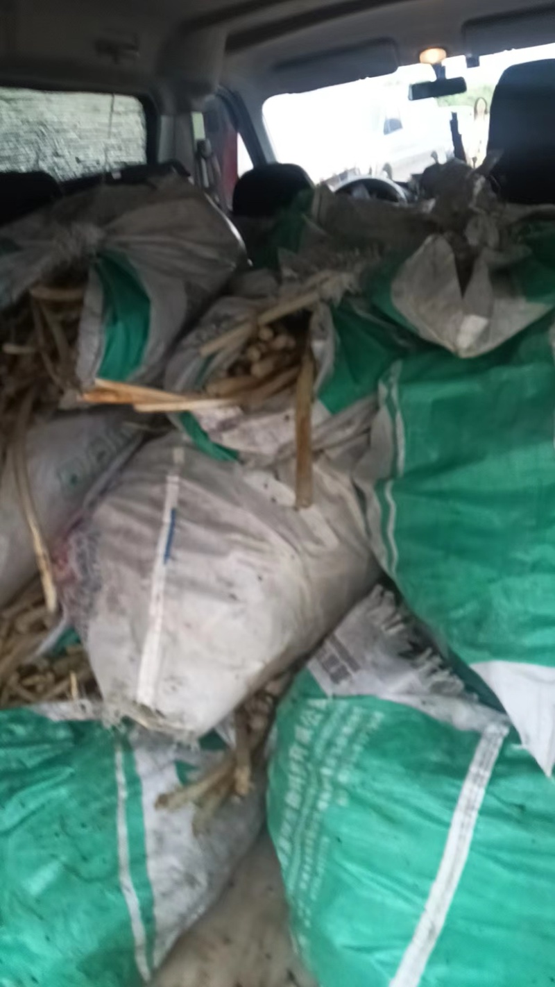 湖北藕带大量上市中品质保证一手货源诚信经营