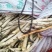 湖北藕带大量上市中品质保证一手货源诚信经营