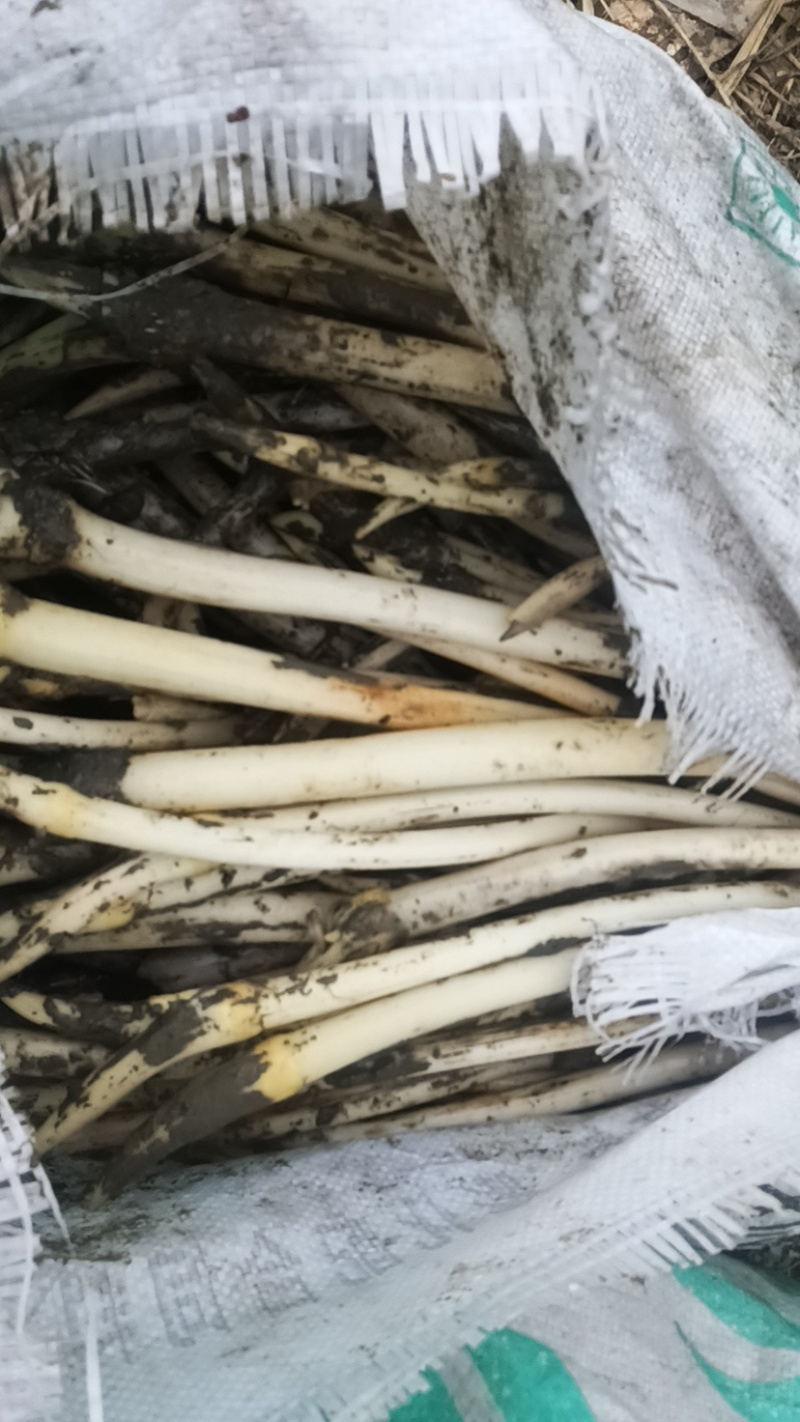 湖北藕带大量上市中品质保证一手货源诚信经营