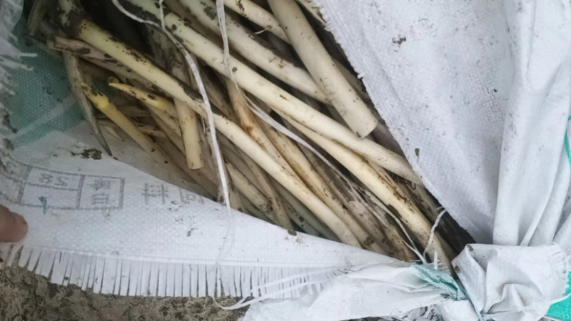 新鲜精品藕带大量上市了量大电话谈价格欢迎各位老板光临