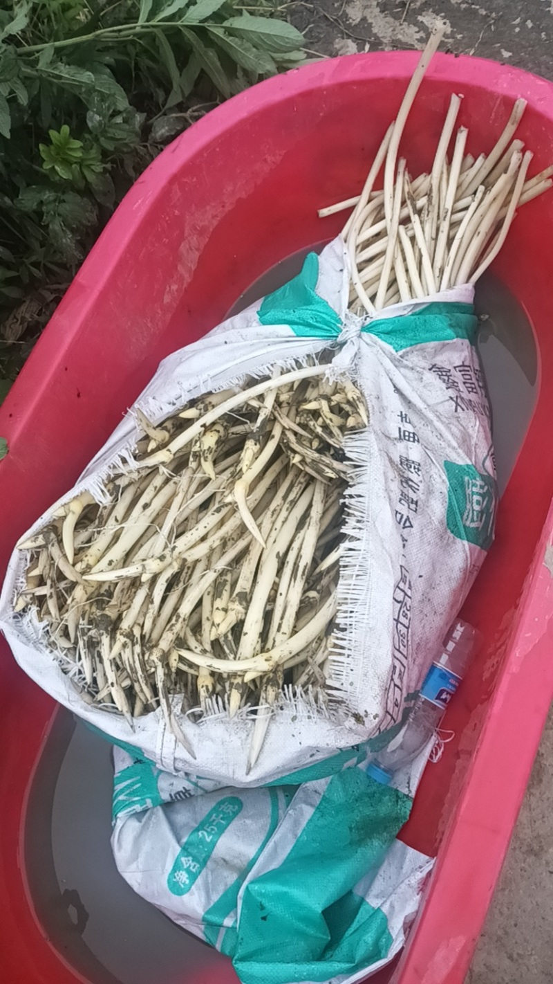 新鲜精品藕带大量上市了量大电话谈价格欢迎各位老板光临
