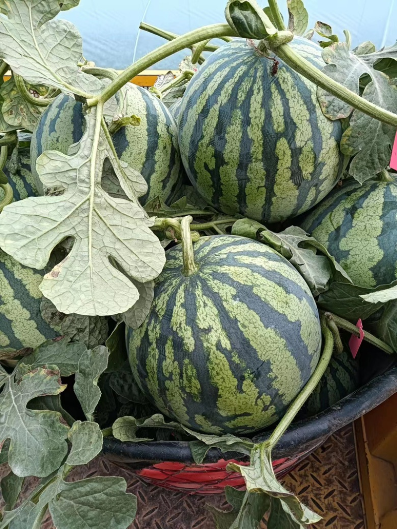 无籽西瓜安徽西瓜产地直发质量三包对接全国市场等