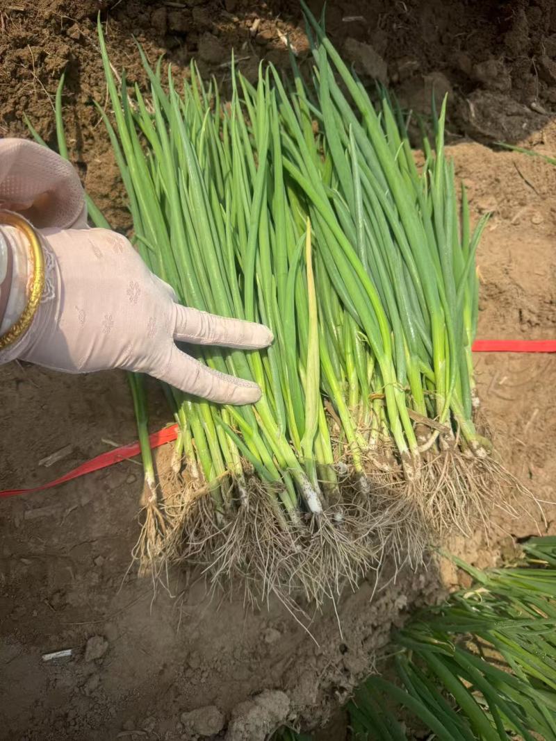 【推荐】山东章丘大梧桐葱苗产地直发量大从优欢迎来电