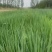 【推荐】山东章丘大梧桐葱苗产地直发量大从优欢迎来电