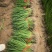 【推荐】山东章丘大梧桐葱苗产地直发量大从优欢迎来电