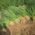 【推荐】山东章丘大梧桐葱苗产地直发量大从优欢迎来电