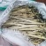 新鲜藕带大量上市品质保证欢迎老板前来选购诚信经营