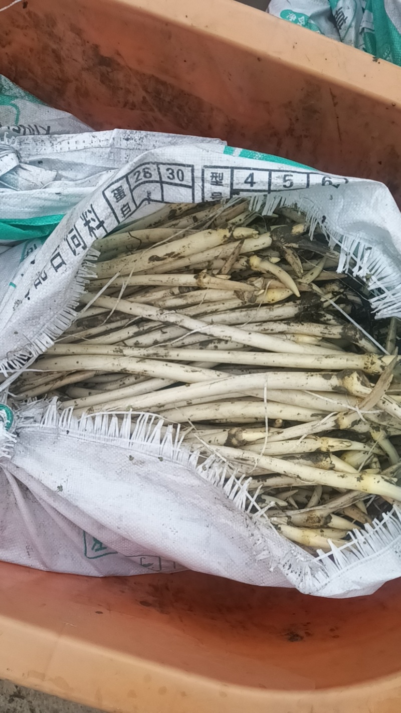 新鲜藕带大量上市品质保证欢迎老板前来选购诚信经营