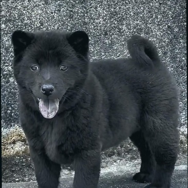 纯种五黑犬虎头猫耳金钱尾全黑舌看家护院上打猎