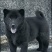 纯种五黑犬虎头猫耳金钱尾全黑舌看家护院上打猎