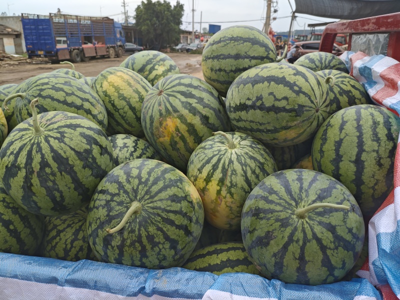 广西大量甜王西瓜，保质保量，诚信经营，合作共赢，欢迎致电