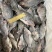 三去罗非鱼新鲜速冻餐饮酒店超市烧烤店商用冻品批发