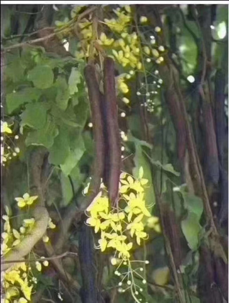 便秘果