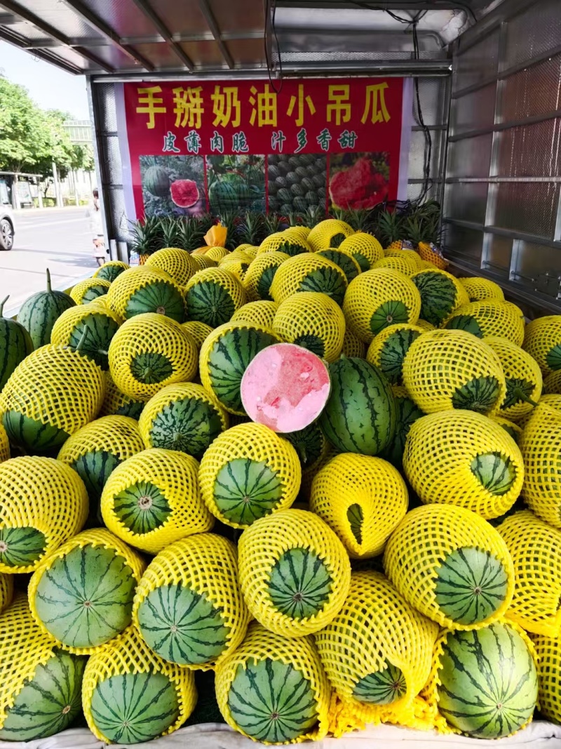陕西蒲城小糖丸938金乐丰吊兰2K小吊瓜、糖度高、耐运输